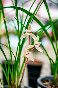 蘭花蘭草春蘭開花