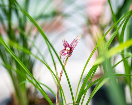 蘭花蘭草春蘭開花