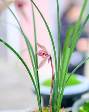 蘭花蘭草春蘭開(kāi)花