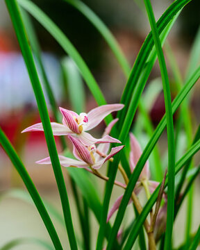 蘭花蘭草春蘭開花
