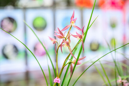 蘭花蘭草春蘭開花
