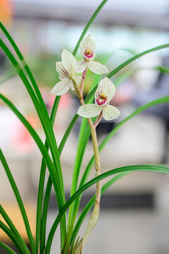 蘭花蘭草春蘭開(kāi)花