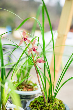 蘭花蘭草春蘭開花