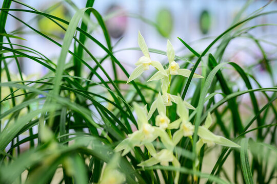 蘭花蘭草春蘭開(kāi)花