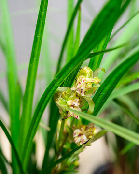 蘭花蘭草春蘭開花