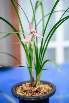 蘭花蘭草春蘭開花