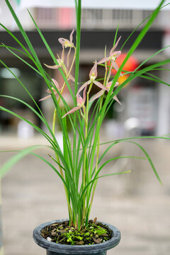 蘭花蘭草春蘭開(kāi)花