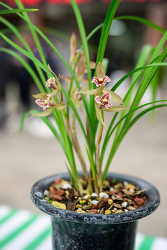 蘭花蘭草春蘭開花