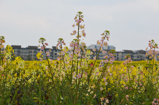 彩色油菜花開