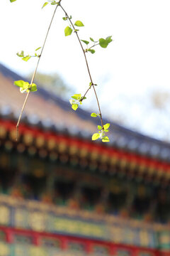 北京故宮建筑花草