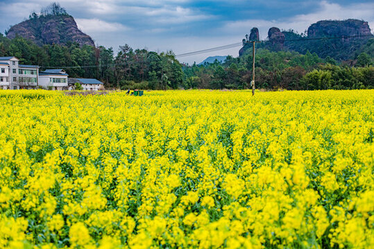 贛州于都上歐村油菜花黃映丹霞