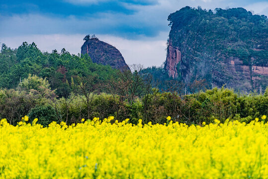 贛州于都上歐村油菜花黃映丹霞