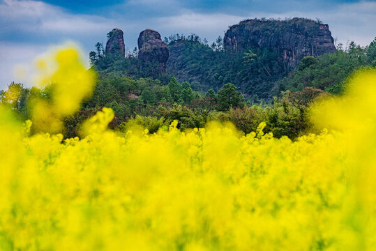 贛州于都上歐村油菜花黃映丹霞