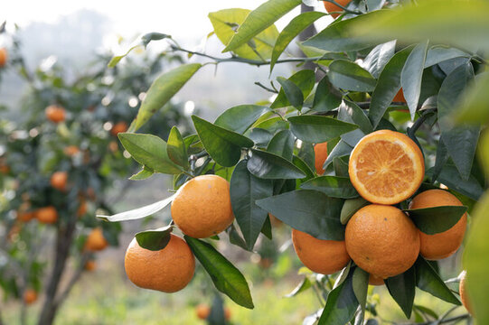 果园里一个切开的沃柑橙子特写