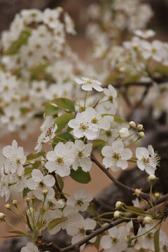 萊陽(yáng)梨花素材