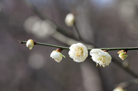 一枝盛开的白色桃花特写