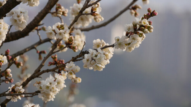 櫻桃花開(kāi)