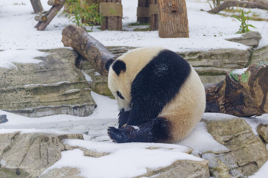 武漢動(dòng)物園可愛(ài)的大熊貓