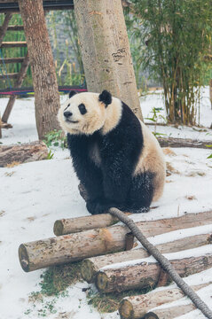 武漢動(dòng)物園可愛的大熊貓