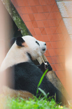 武漢動(dòng)物園可愛(ài)的大熊貓