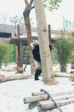 武漢動(dòng)物園可愛(ài)的大熊貓
