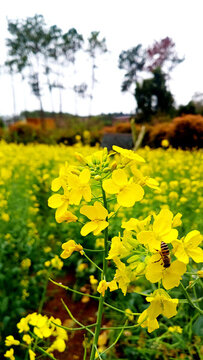 油菜花