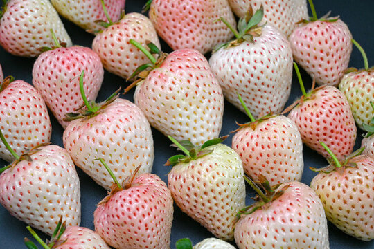 淡雪白草莓新鲜水果