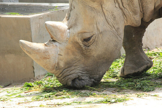 動物園犀牛