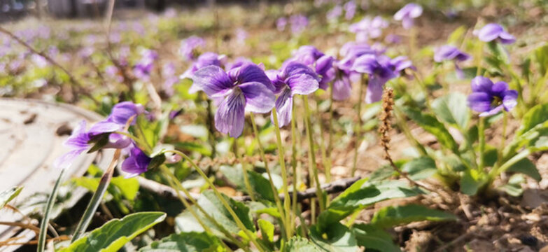 紫花地丁