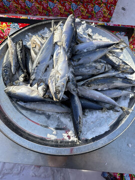 鲅魚
