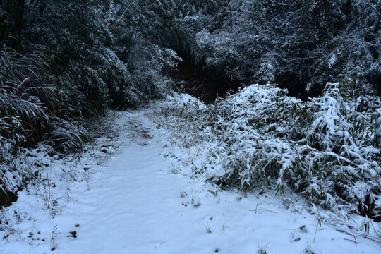 下雪的南方林場