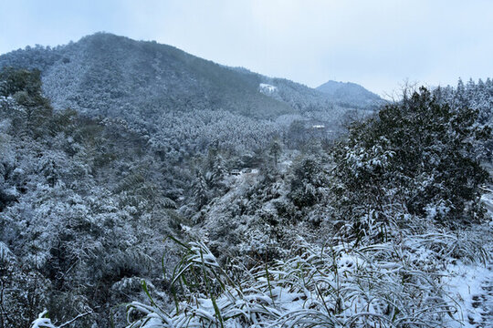 下雪的南方林場(chǎng)
