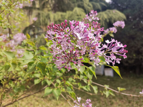 丁香花
