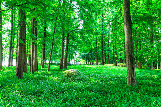 陽光草坪綠樹林