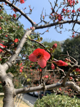 貼梗海棠
