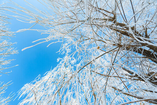 漂亮树挂冬季雪景农村雪景