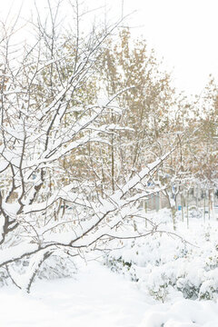 大雪中的樹掛雪景城市自然風光