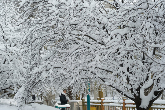 大雪中的樹掛雪景自然風(fēng)光