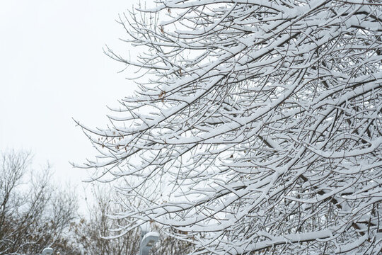 大雪中的树挂雪景自然风光