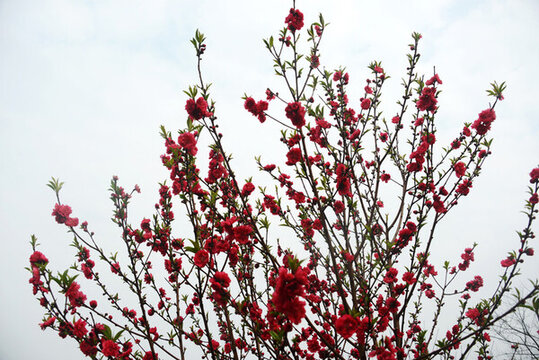 桃花