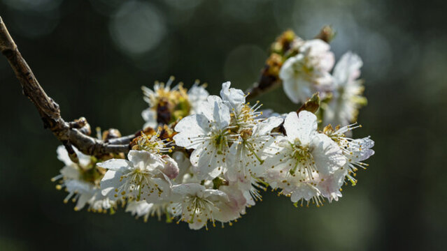 櫻桃花