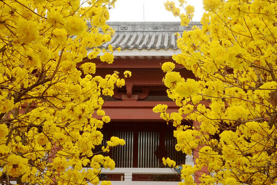 光孝寺黃花風(fēng)鈴木