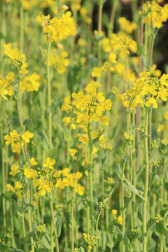 油菜花盛開(kāi)