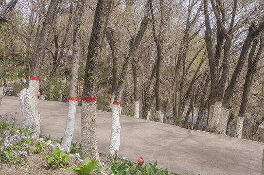 林間道路