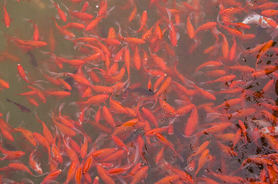 魚塘紅鯉