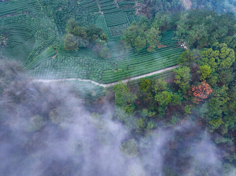 云霧下的杭州西湖龍井茶園