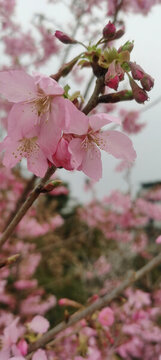 櫻花