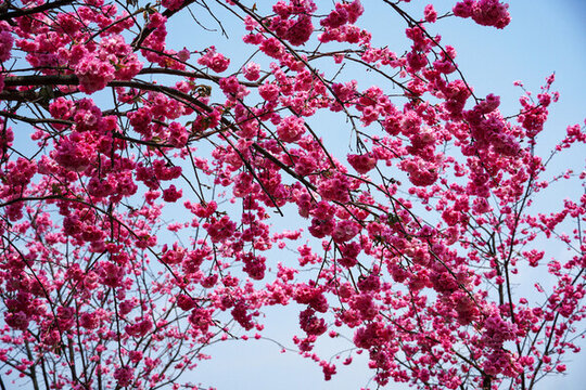 櫻花