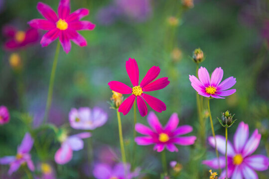 格桑花