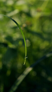绿色特写草上的露水生命力